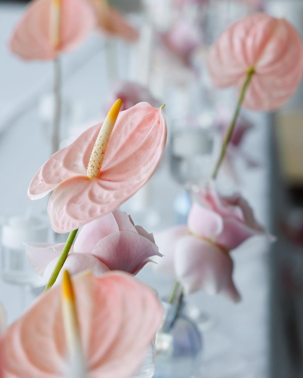 Anthurium și trandafiri roz, detaliu de decor